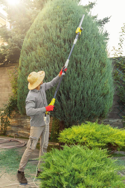 Best Pest Control for Lawns  in Elmwood Place, OH